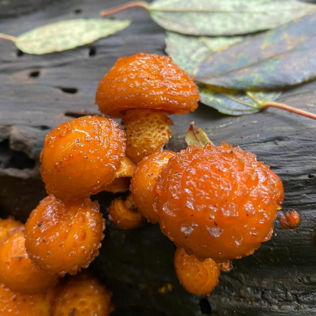 Diversidad de hongos en el Archipielago de Juan Fernández. Créditos: ©Active Ecotourism