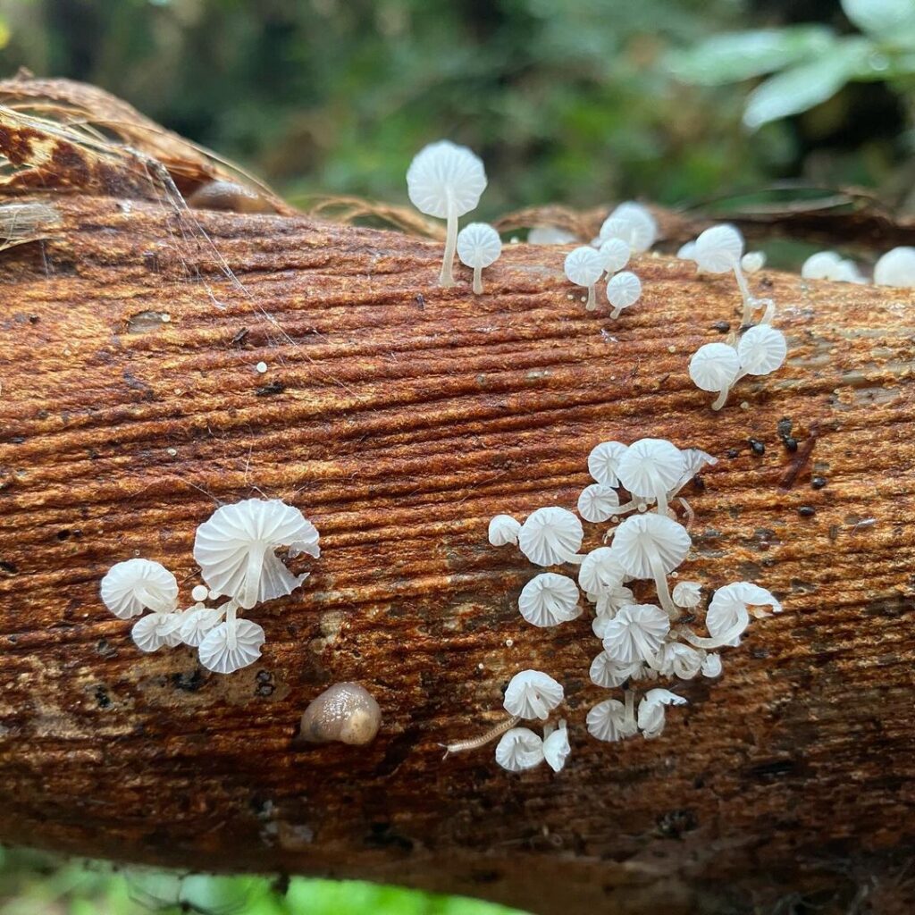 Diversidad de hongos en el Archipielago de Juan Fernández. Créditos: ©Active Ecotourism