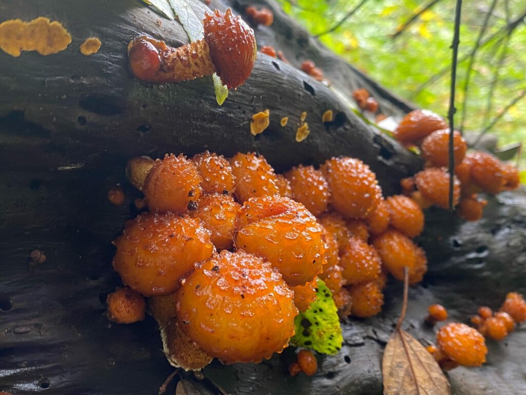 Diversidad de hongos en el Archipielago de Juan Fernández. Créditos: ©Active Ecotourism