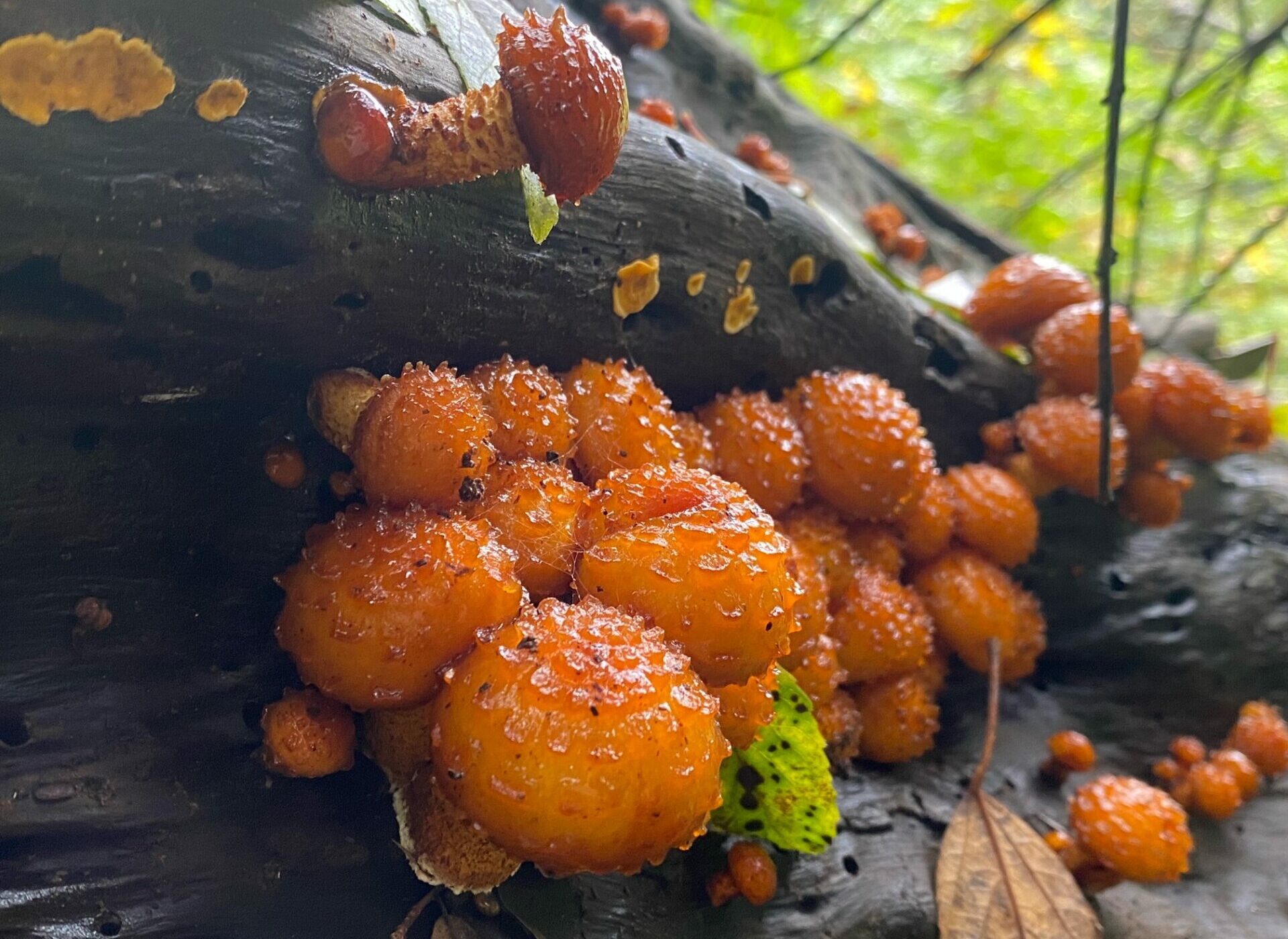 Hongos de Juan Fernández: Proyecto colaborativo busca crear la primera guía fúngica del archipiélago