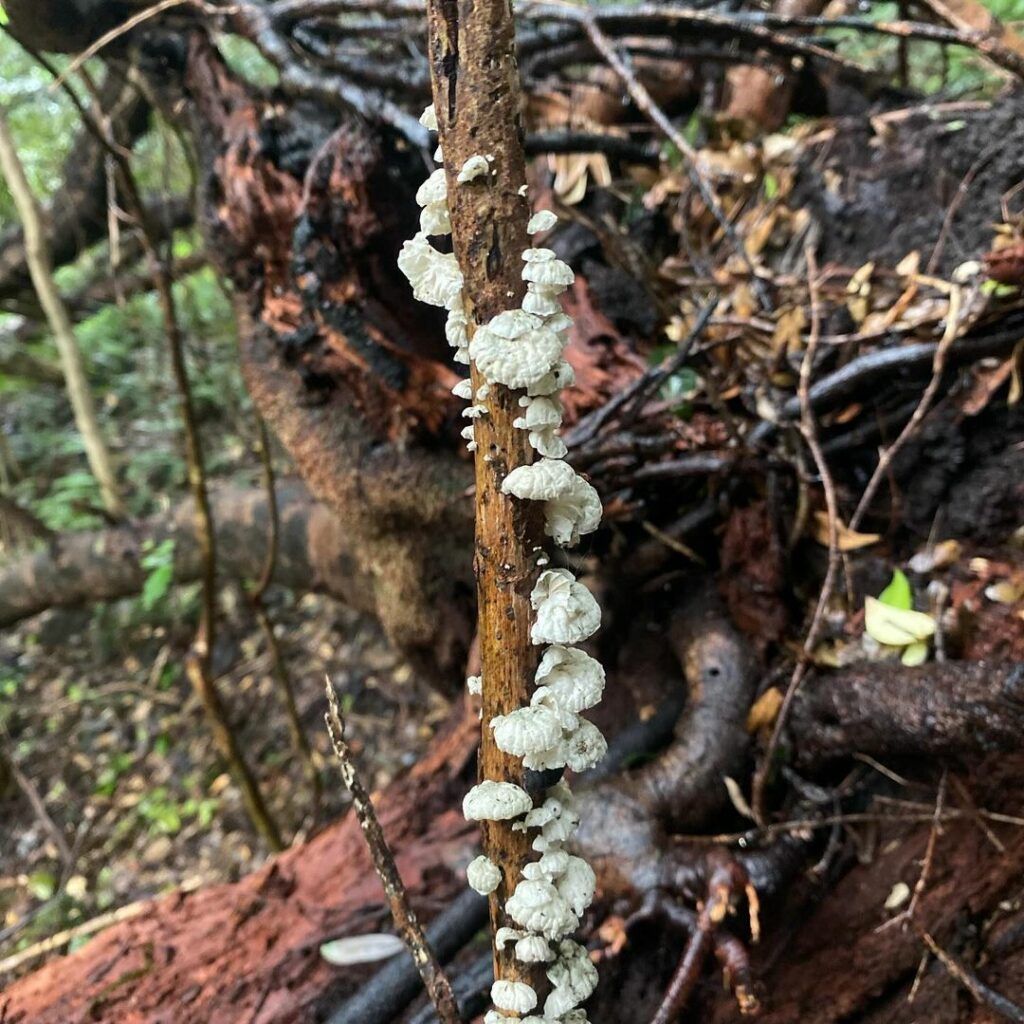 Diversidad de hongos en el Archipielago de Juan Fernández. Créditos: ©Active Ecotourism