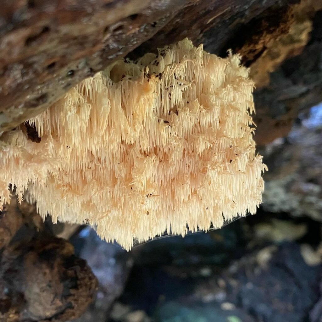 Diversidad de hongos en el Archipielago de Juan Fernández. Créditos: ©Active Ecotourism