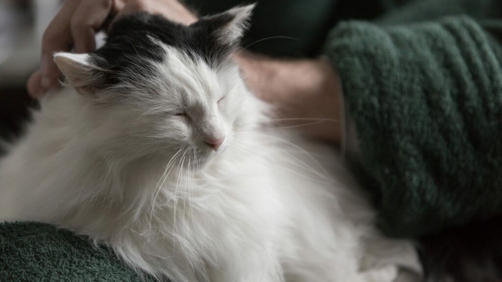 Terapia asistida con gatos. Créditos: Cglade.