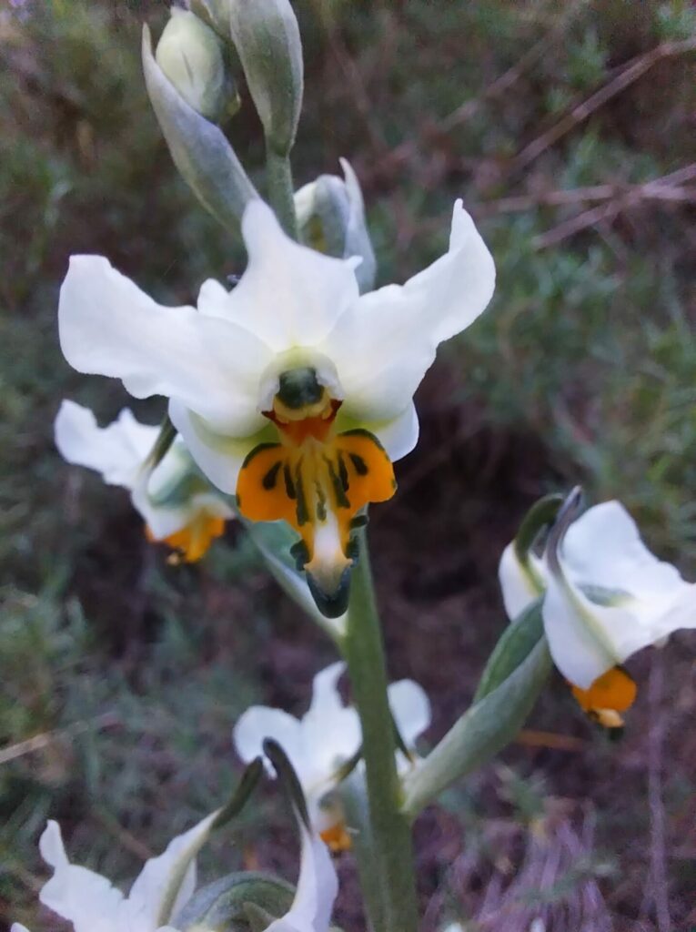 Gavilea longibracteata. Créditos: Cristian Atala.