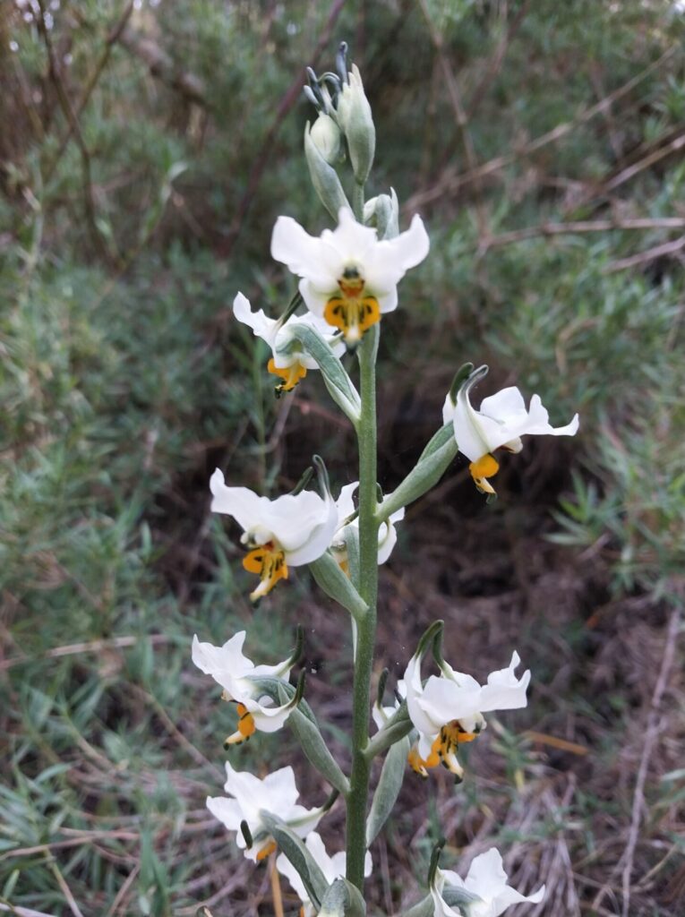 Gavilea longibracteata. Créditos: Cristian Atala.