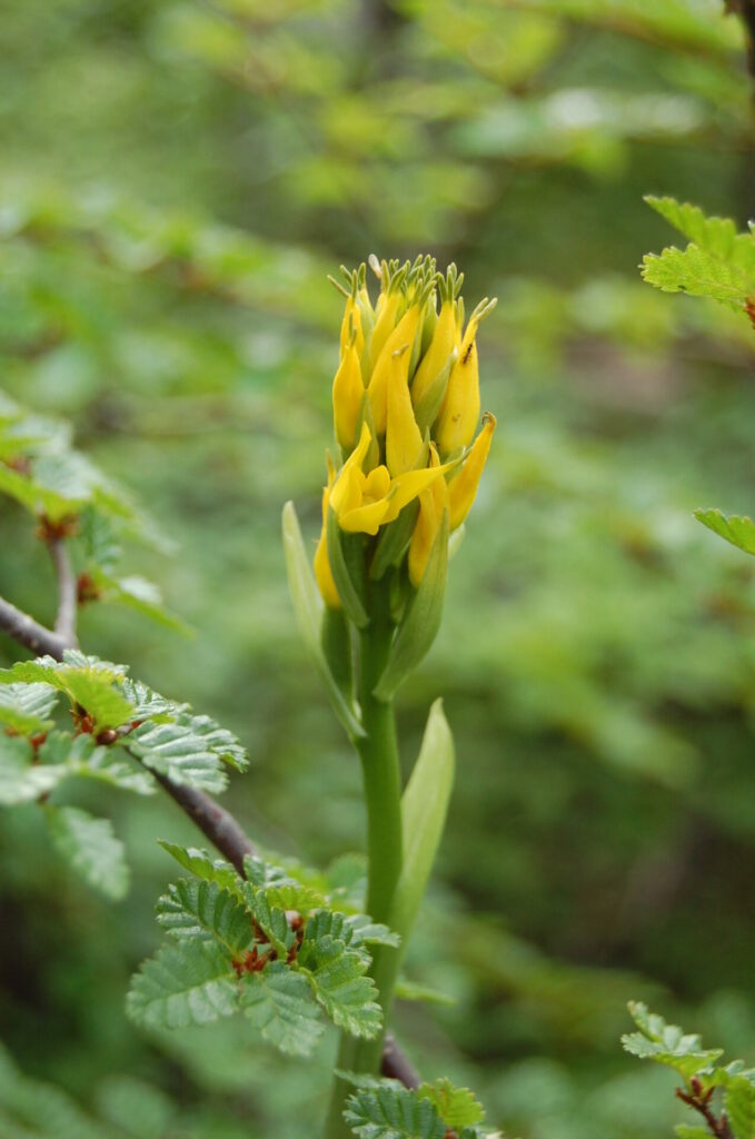 Gavilea lutea. Créditos: Diego Alarcón.