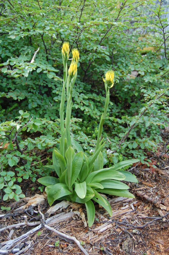 Gavilea lutea. Créditos: Diego Alarcón.