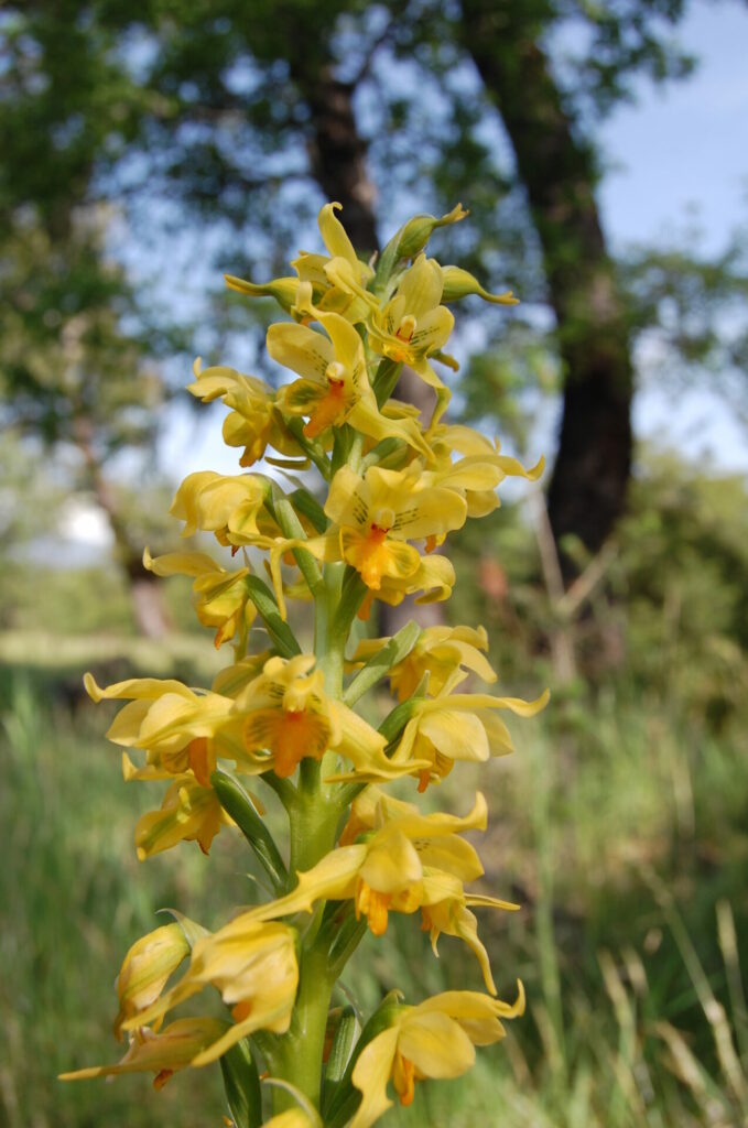 Gavilea odoratissima. Créditos: Diego Alarcón.