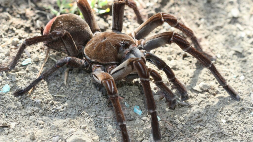 Tarántula Goliat (Theraphosa blondi). Créditos: Kevdog818.