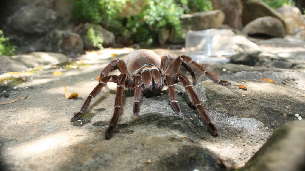 Tarántula Goliat (Theraphosa blondi). Créditos: Kevdog818.