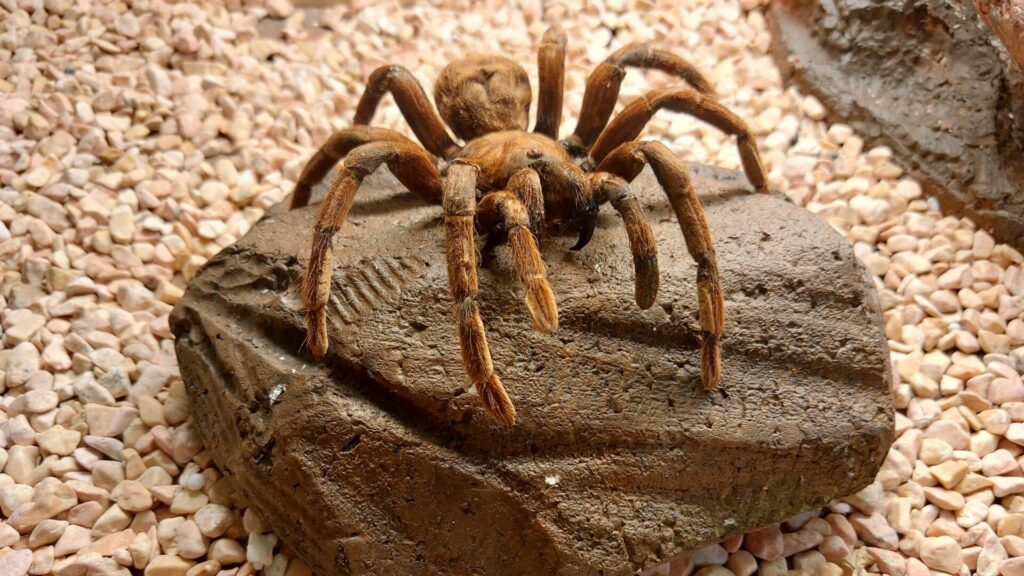 Tarántula Goliat (Theraphosa blondi). Créditos: Sigit Hananto.