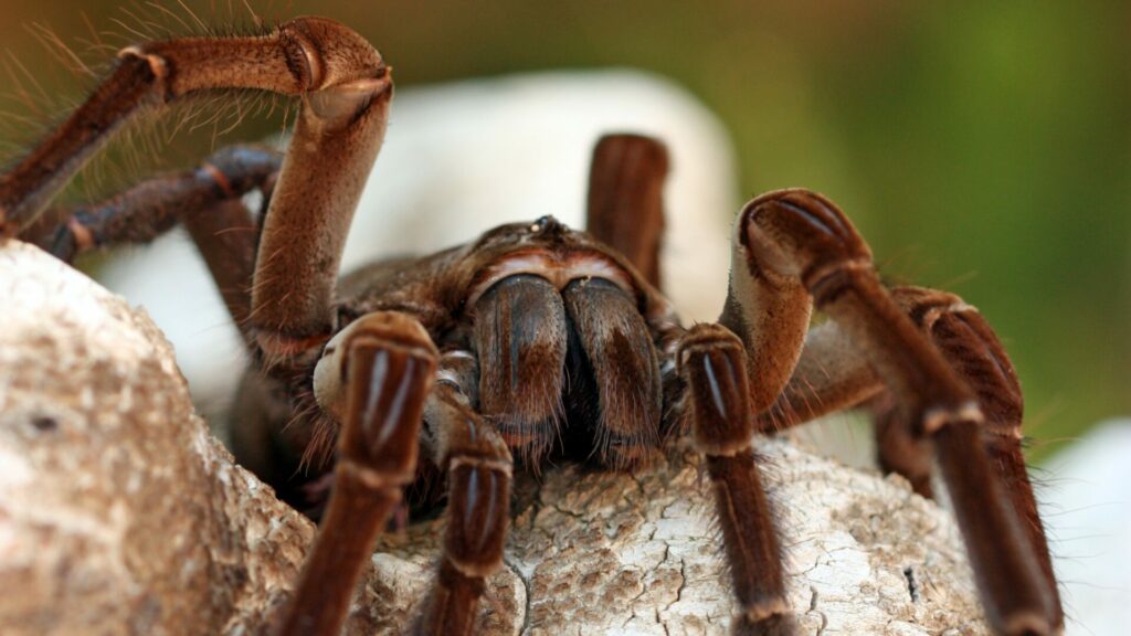 Tarántula Goliat (Theraphosa blondi). Créditos: Kevdog818.