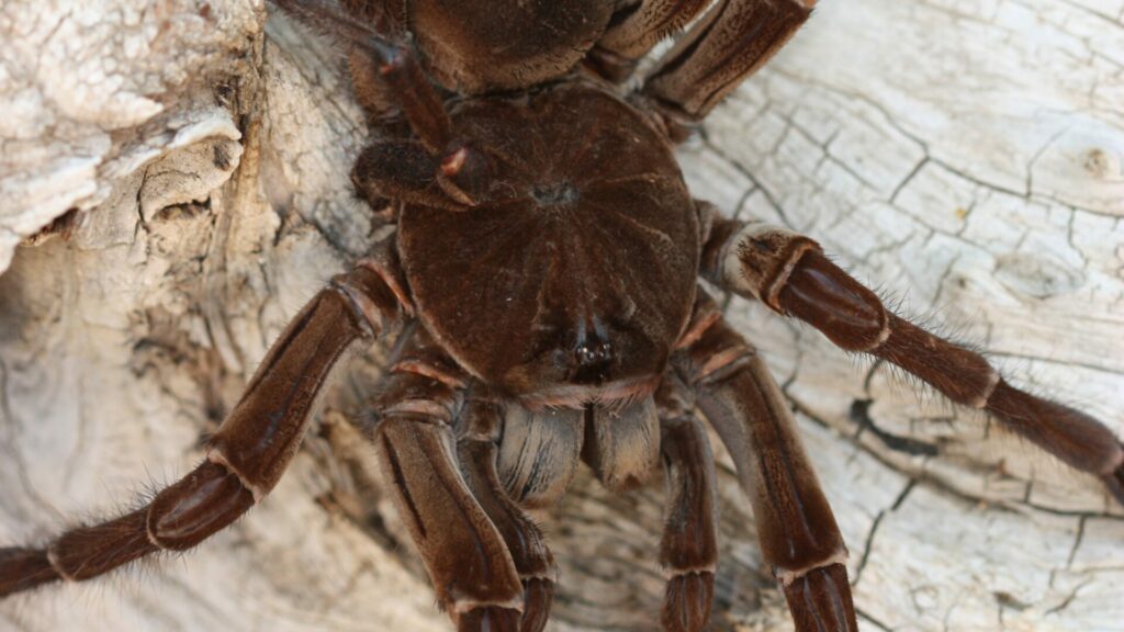 Tarántula Goliat (Theraphosa blondi). Créditos: Kevdog818.