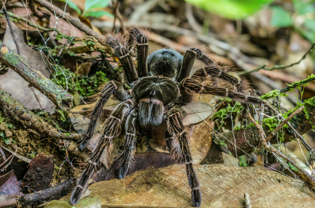 Tarántula Goliat (Theraphosa blondi). Créditos: Vicent Porcher.