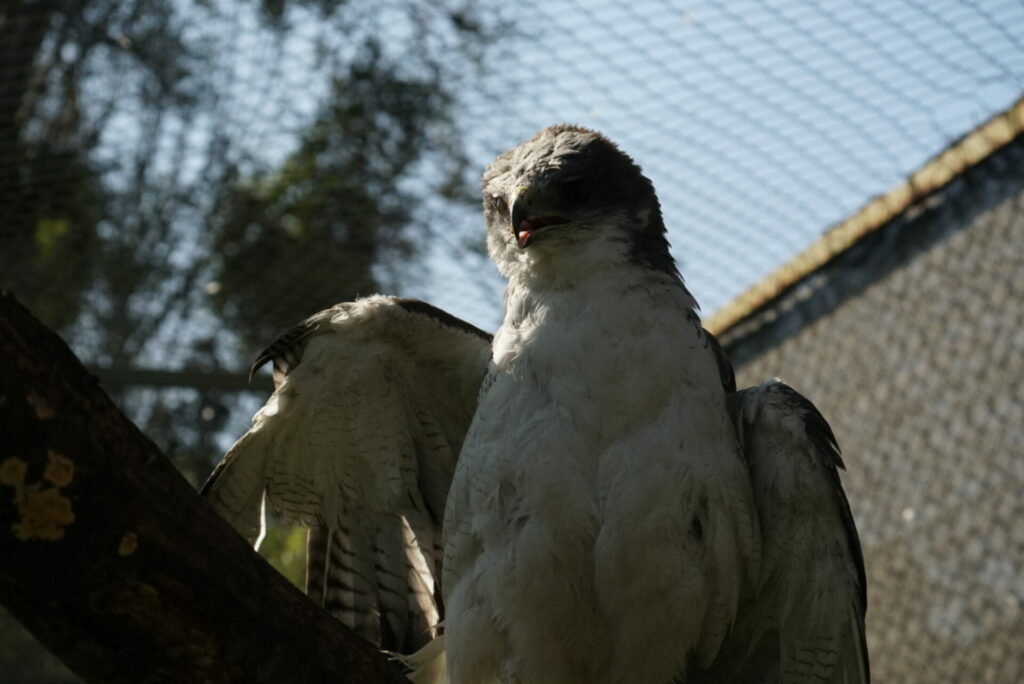 Aguilucho (Geranoaetus Polyosoma) lastimado por el hilo de volantín. Créditos: Adolfo Pavez Jara (@Faunantoni).