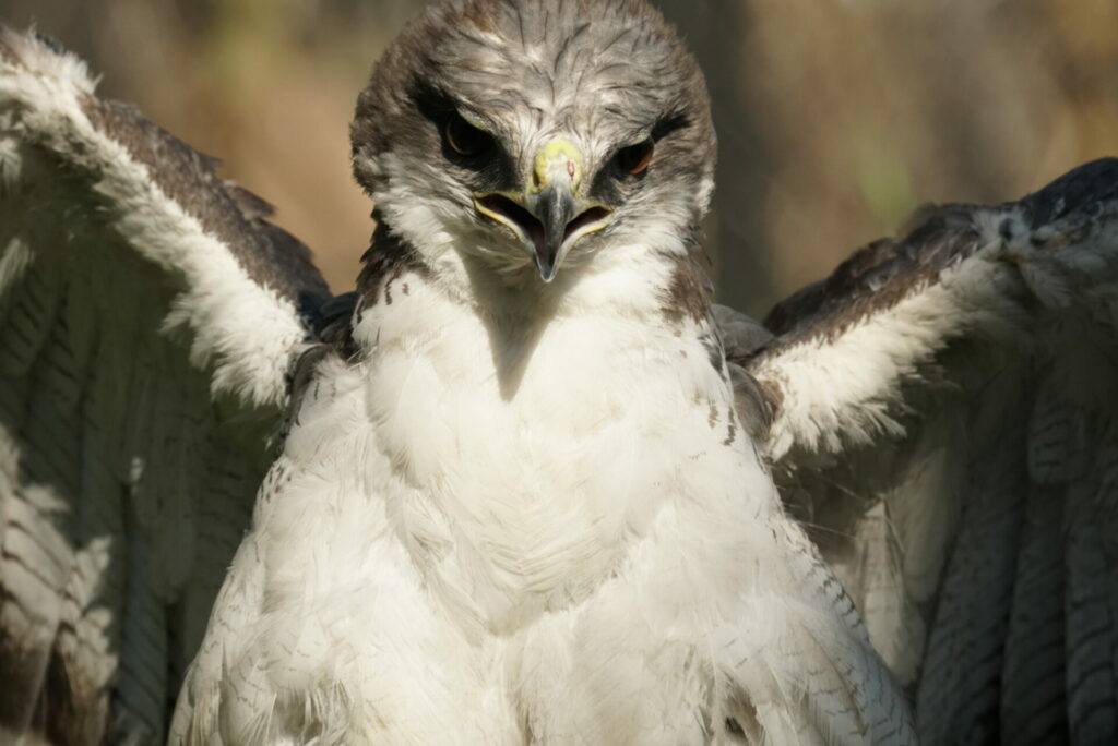 Aguilucho (Geranoaetus Polyosoma) lastimado por el hilo de volantín. Créditos: Adolfo Pavez Jara (@Faunantoni).