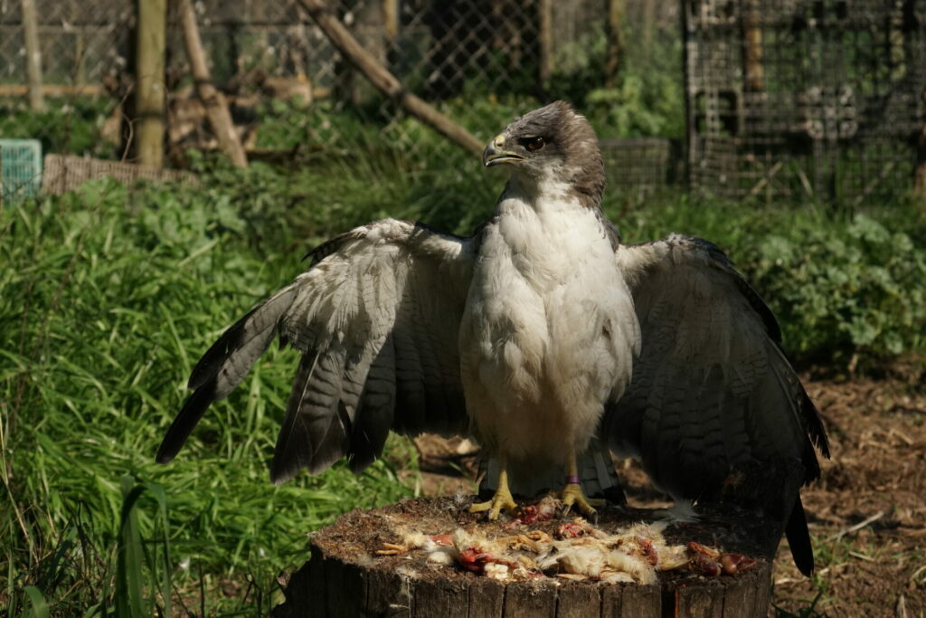 Aguilucho (Geranoaetus Polyosoma) lastimado por el hilo de volantín. Créditos: Adolfo Pavez Jara (@Faunantoni).