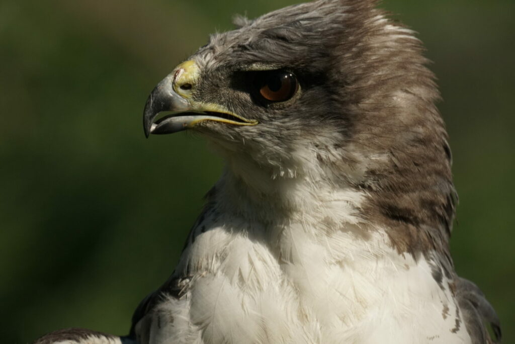 Aguilucho (Geranoaetus Polyosoma) lastimado por el hilo de volantín. Créditos: Adolfo Pavez Jara (@Faunantoni).