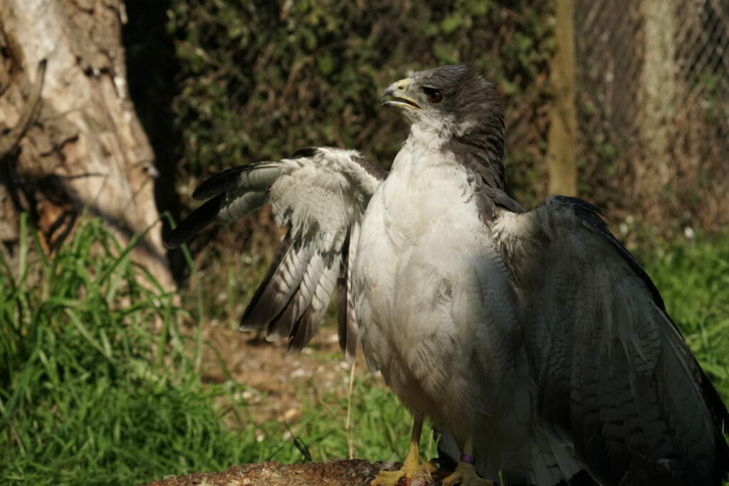 Peuco (Parabuteo unicinctus) herido por hilo de volantín. Créditos: Unidad de Rehabilitación de Fauna Silvestre (UFAS).