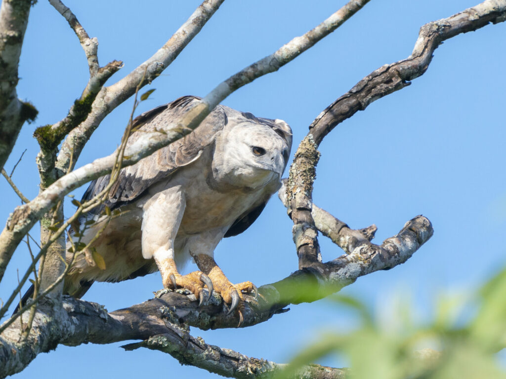 Águila Harpía. Foto: Manuel Encabo