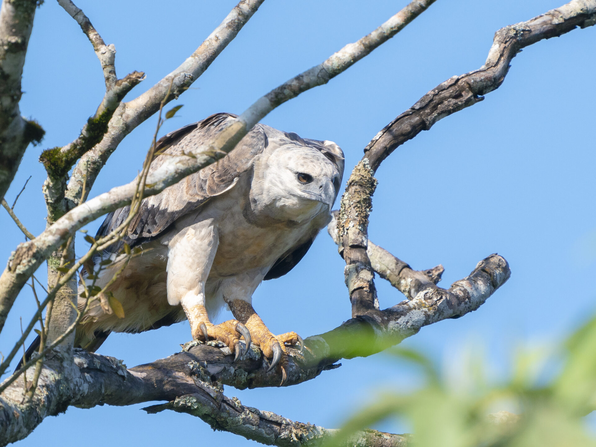 Un encuentro inesperado en la selva misionera: la historia de la primera imagen de una águila harpía en 20 años