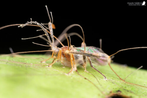 No todos generan zombis: el impresionante mundo de los hongos que ...