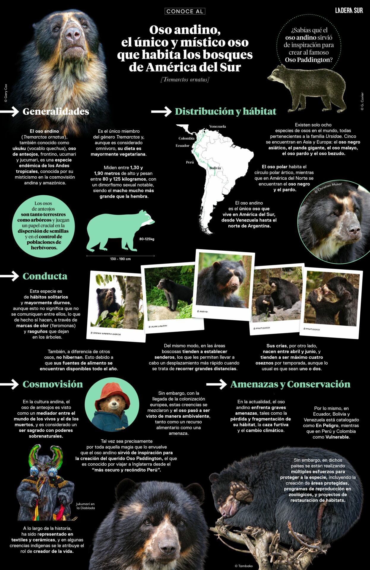 Infografía oso andino