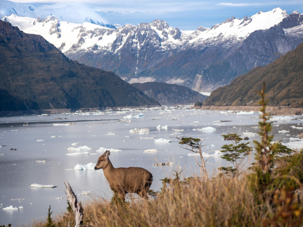 Lago Greve - Charlie Tokeley