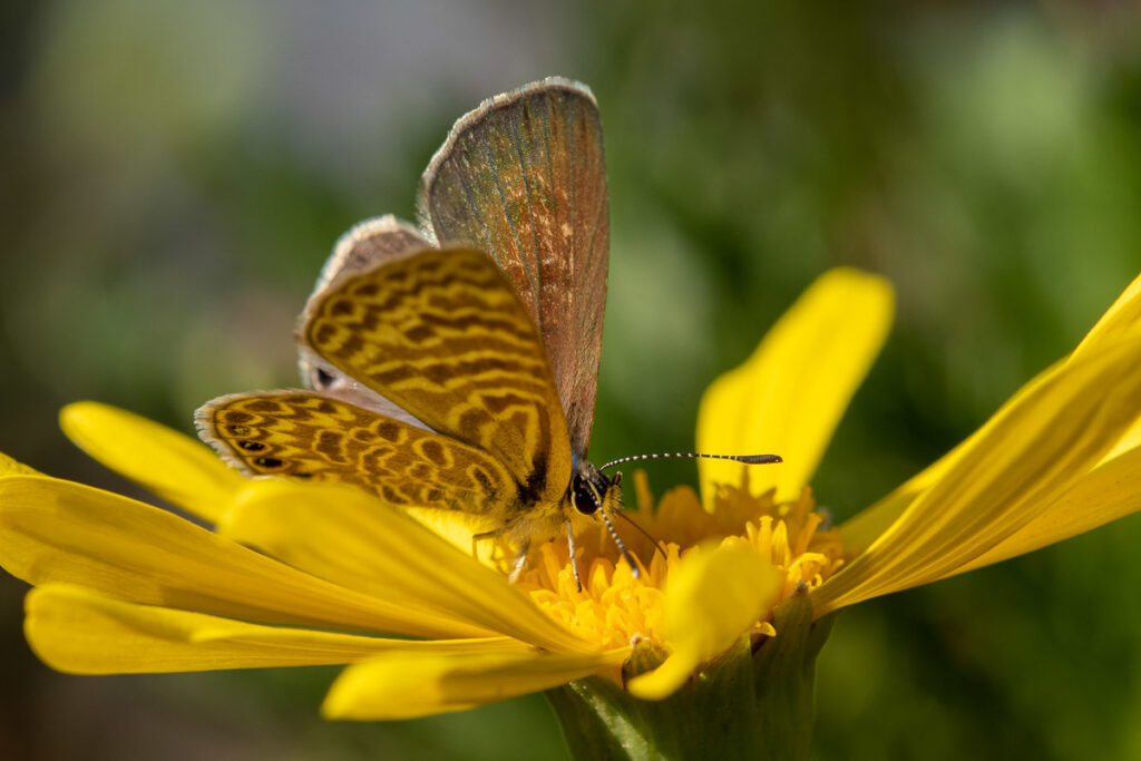 Licena del Tamarugo (Leptotes trigemmatus). Créditos: ©Ariel Cabrera Foix