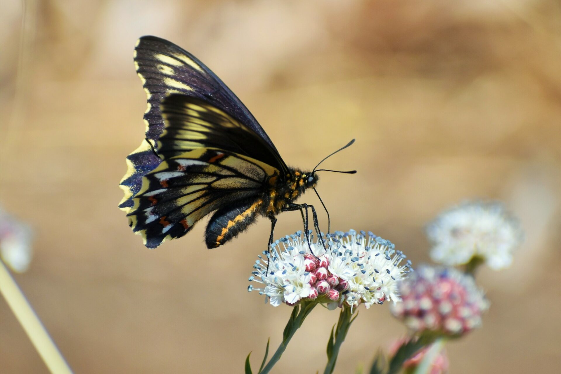 Mariposa de la Oreja de Zorro (Battus polydamas ssp. psittacus). Créditos: ©Sebastian Vanzulli Albrecht