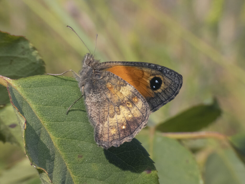 Mariposa Negra Común (Auca coctei). Créditos: ©Claudio Moreira