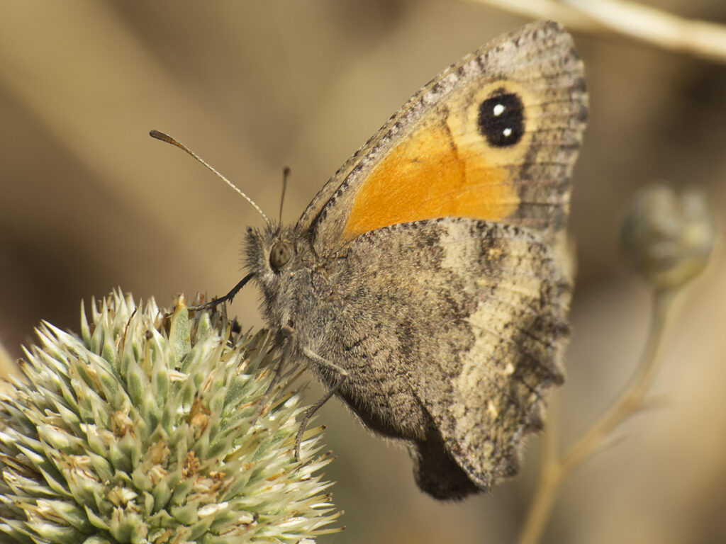 Mariposa Negra Común (Auca coctei). Créditos: ©Claudio Moreira