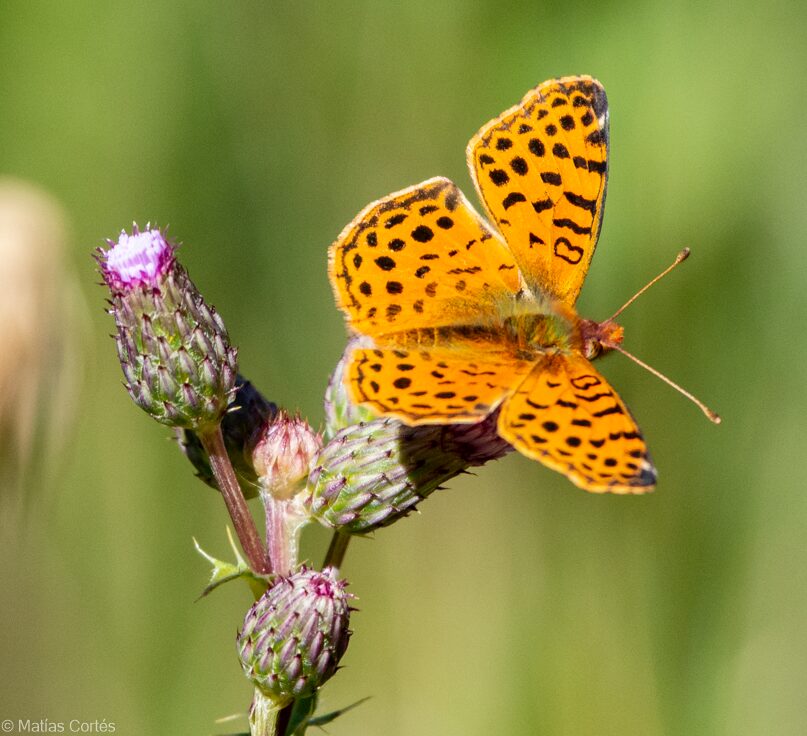 Las mariposas aparecieron mucho antes de la extinción de los dinosaurios: un acercamiento a su origen evolutivo