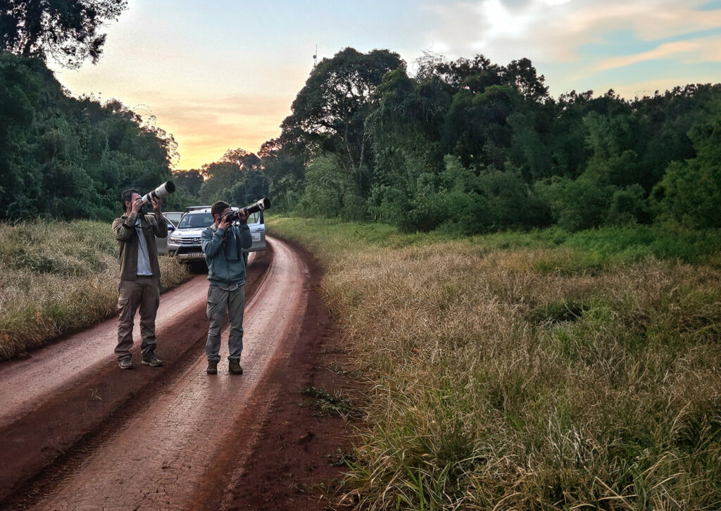 Después de 20 años de esfuerzo, lograron fotografiar a una jóven águila harpía en la selva misionera. Foto: Sergio Moya