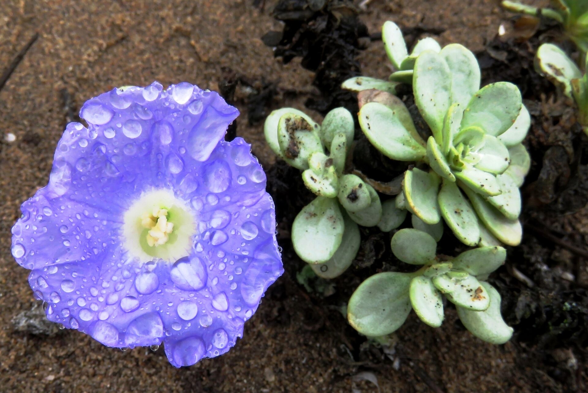 ¡Excelentes noticias! Tras 15 años de expediciones botánicas, se logra una nueva Concesión para Conservación en frágil ecosistema de Perú