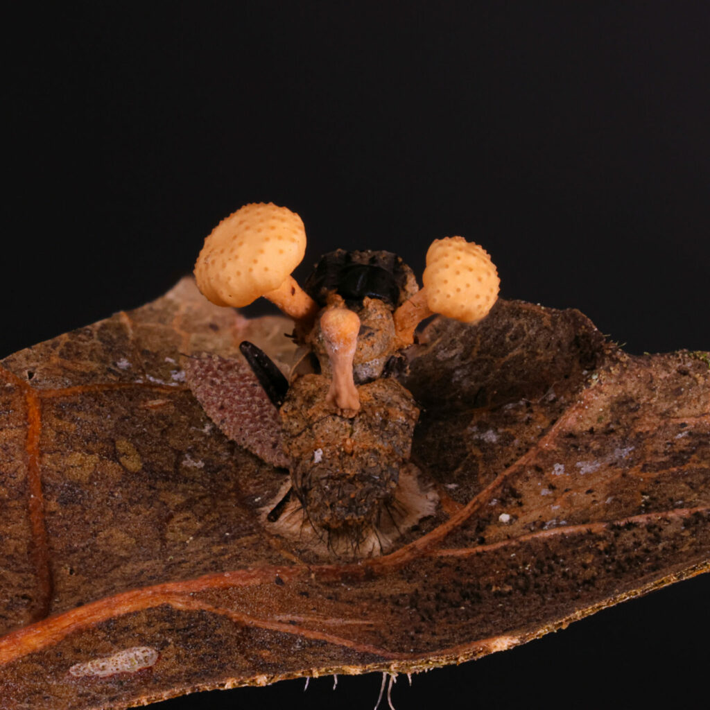 Ophiocordyceps dipterige. Créditos fotografía: João Araújo.