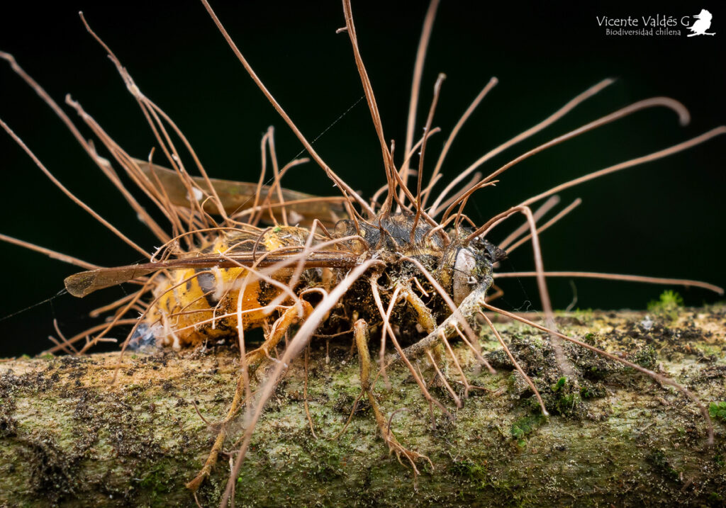 Ophiocordyceps sp Créditos fotografía: Vicente Valdés.