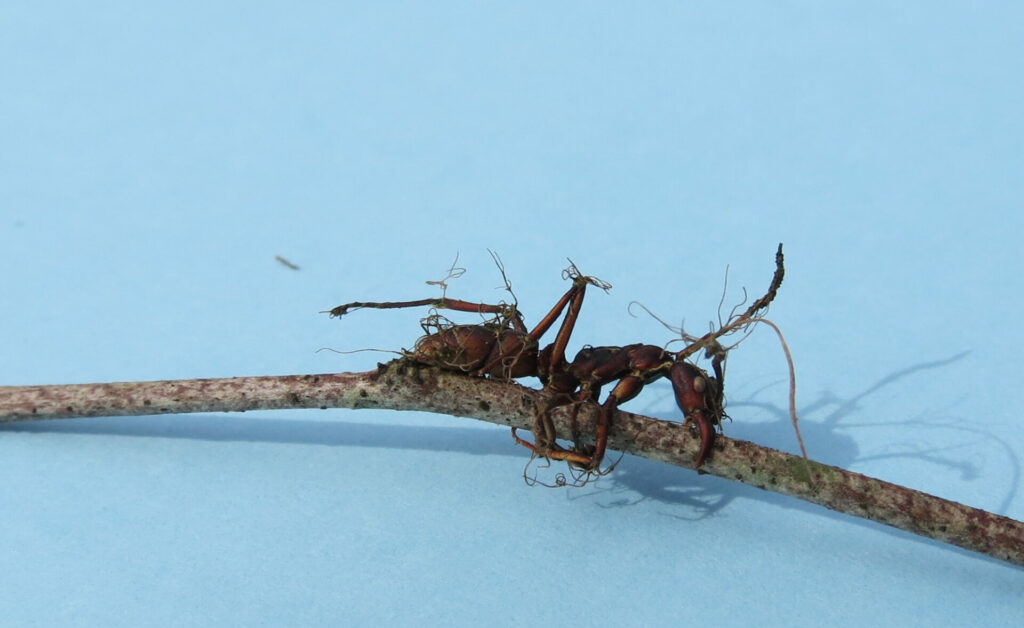 Ophiocordyceps unilateralis. Créditos: Cristián Montalva.