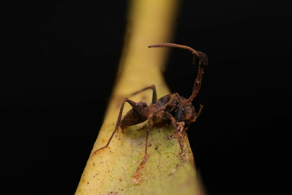 Ophiocordyceps unilateralis. Créditos fotografía: João Araújo.