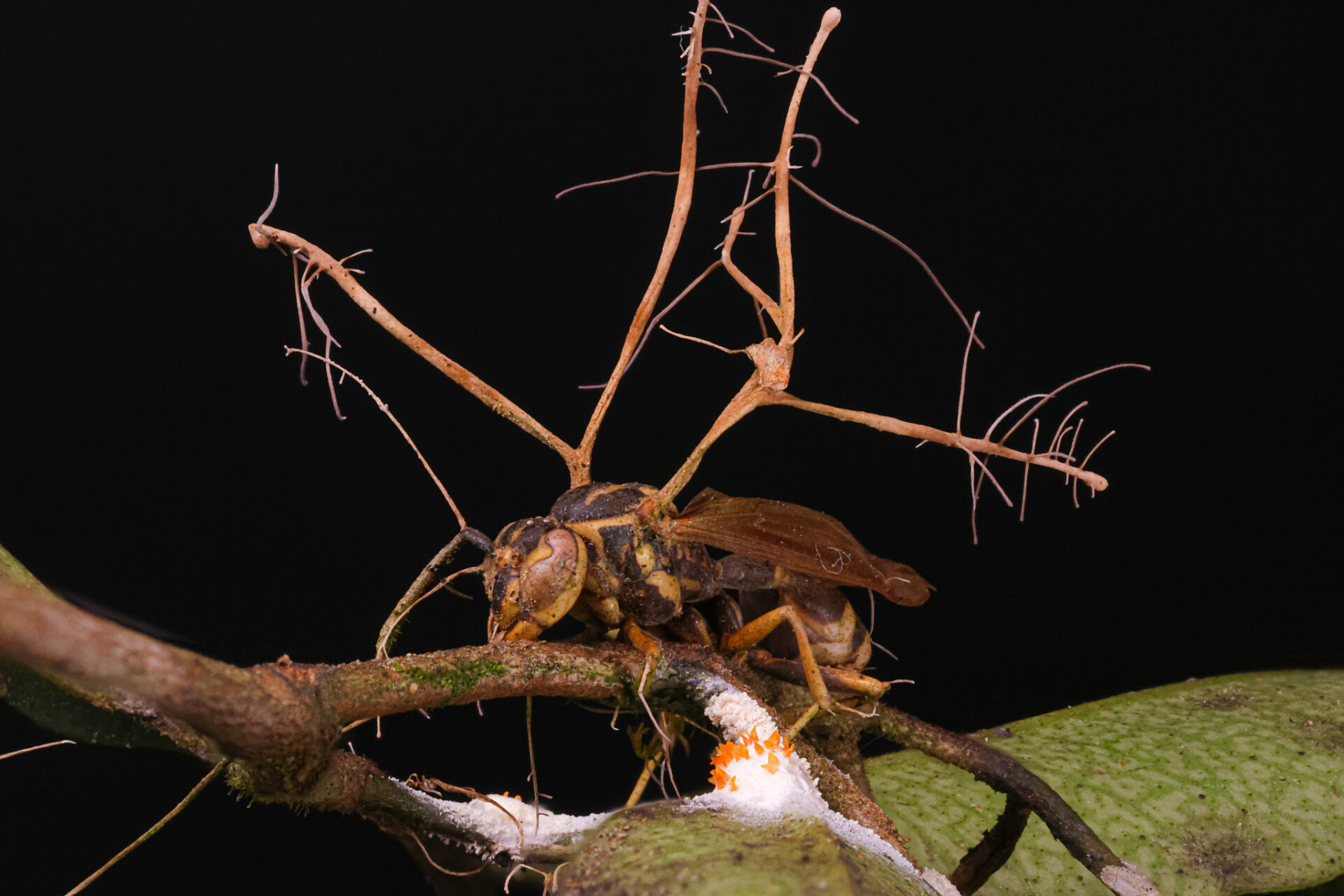 No todos generan zombis: el impresionante mundo de los hongos que parasitan insectos