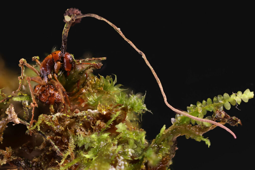 Ophiocordyceps unilateralis. Créditos fotografía: João Araújo.