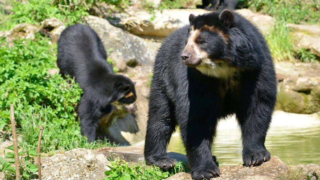 Oso andino. Créditos: Musat.