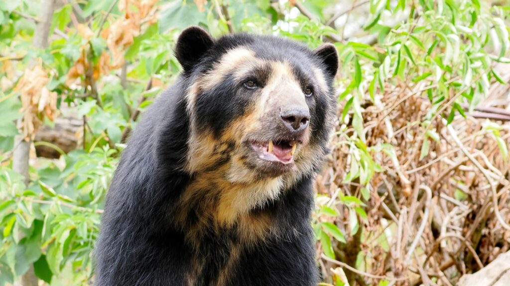 Oso andino. Créditos: Musat.