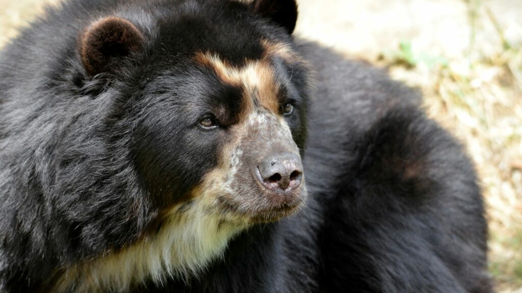 Oso andino. Créditos: Musat.