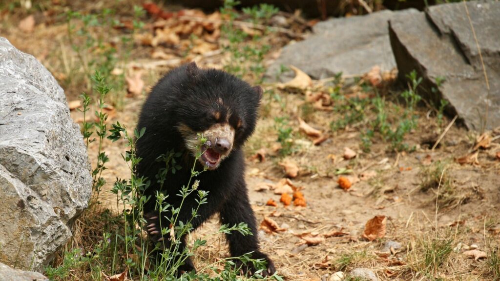 Oso andino. Créditos: Photocech.