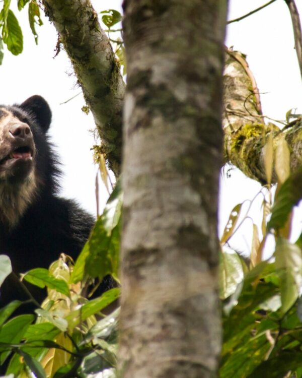 Oso andino, el único y místico oso que habita los bosques de América del Sur