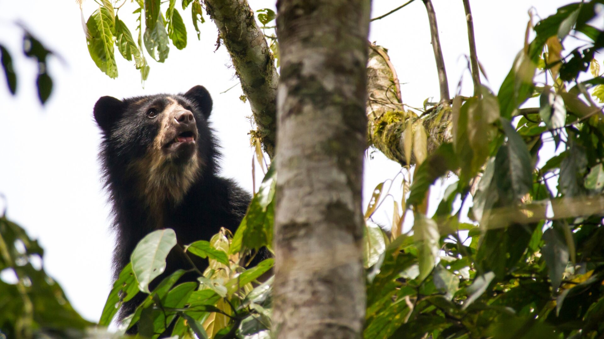 Oso andino, el único y místico oso que habita los bosques de América del Sur