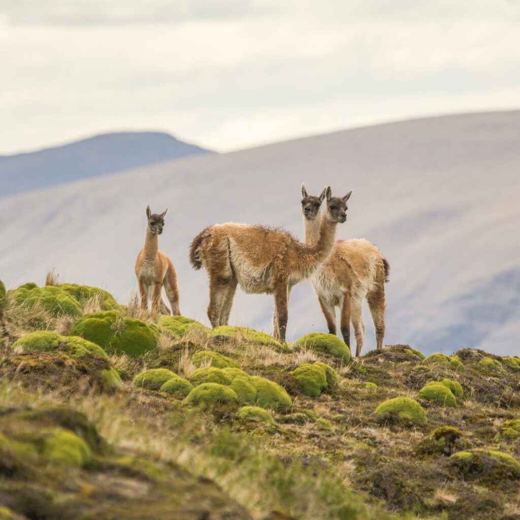 Guanaco (Lama cuanicoe). © Equipo WCS Chile