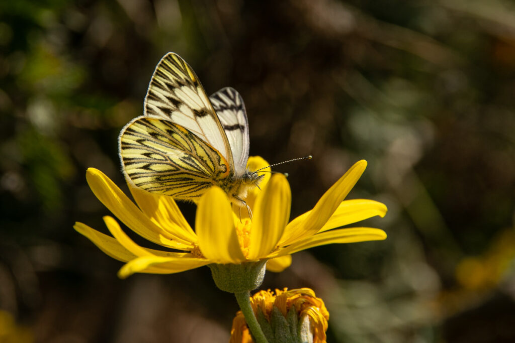 Phulia mercedis ssp. mercedis. Créditos: ©Ariel Cabrera Foix