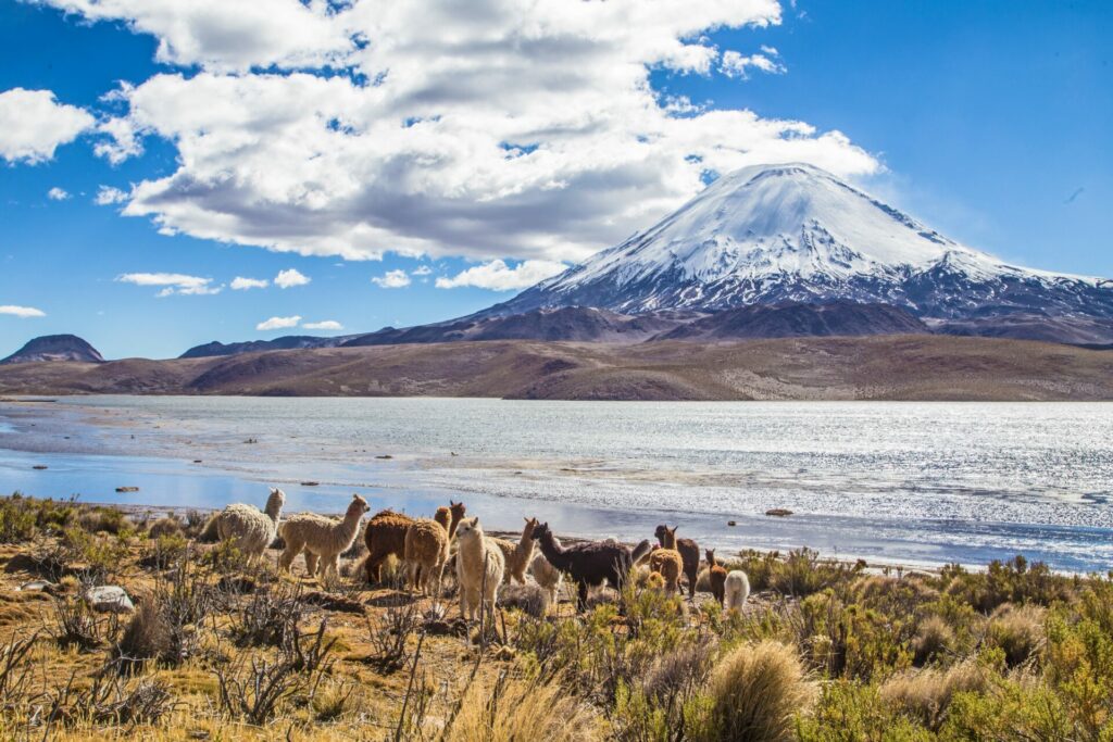 Parque Nacional Lauca. Foto: Conaf